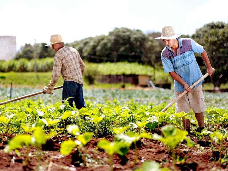 Mda Facilita Obten O Do Cadastro Nacional Da Agricultura Familiar